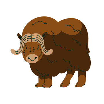 Musk ox illustration with thick brown fur and curved horns for Arctic wildlife education, children books, animal cards, nature posters, nursery decor and polar themed projects. Vector illustration