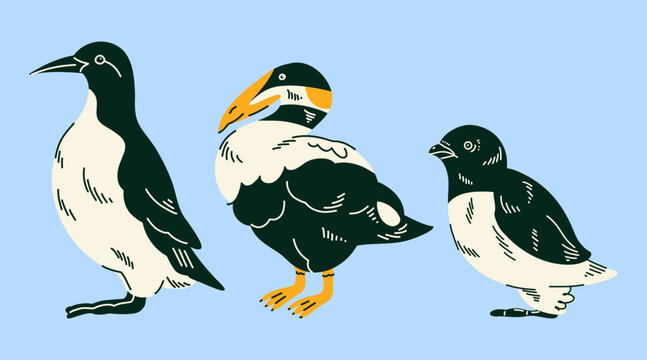 Group of Arctic seabirds Little auk, Common eider, Uria for wildlife education, children books, ocean themed posters, educational cards, nature decor and polar animal projects. Vector illustration