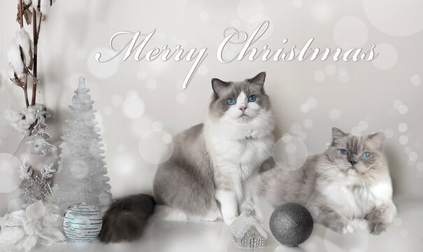 Two Ragdoll cats sitting down with silver Christmas decoration, ornaments and Merry Christmas text  for card. Blurry background with lights and bokeh effect. Elegant and stylish festivity card.