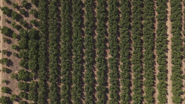 Aerial drone flying over an orange plantation