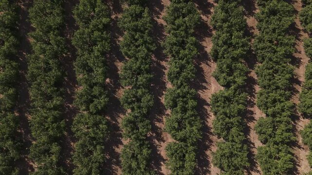 Drone flying over green orange tree plantation