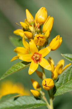 A close-up of a yellow wildflower, the common yellow loosestrife (Lysimachia vulgaris). The flower stands out brightly against a green background.