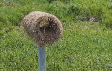 Handwoven straw bird nest or roosting pocket on a post in a marsh © Karen Andrews