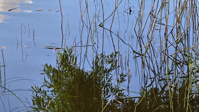 surface of a body of water, perhaps enjoying a sunny day