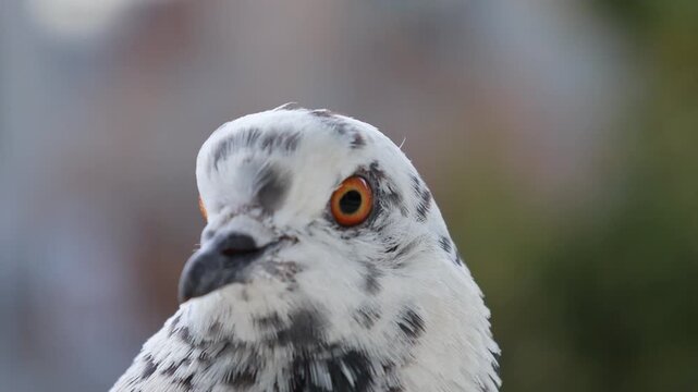 White speckled feral pigeon head close up portrait with vivid orange iris. A tight telephoto macro close-up of a white feral pigeon featuring dark grey spotted plumage and a striking brig