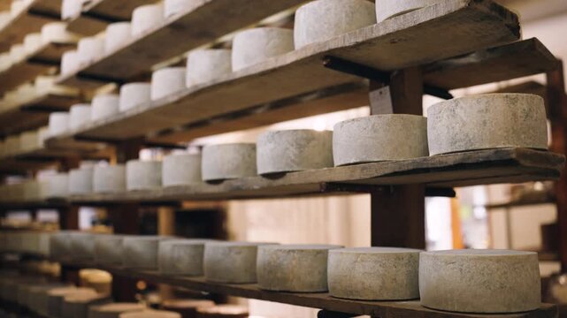 Countless wheels of artisanal cheese ripening on wooden shelves. Slow maturation process in a cheese factory cellar for authentic flavor
