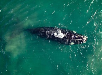 Blue whale surfacing in the ocean and releasing a powerful spout of air through its blowhole, viewed from above.  © Kamal