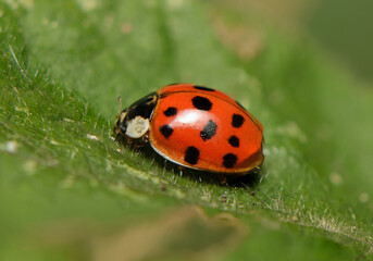 Commercial macro photography of an Asian lady beetle with distinctive spots on a green leaf © Михаил Шорохов