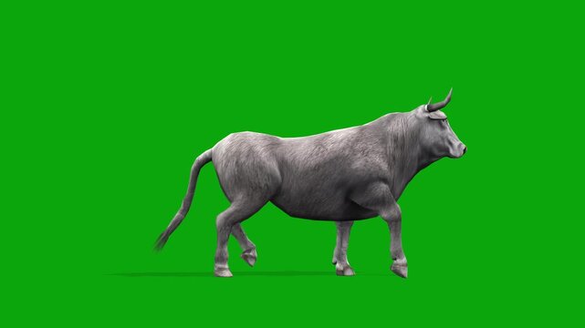 Realistic White Spanish Bull Walking Enters on the left side and exits on the right side on Green Screen, 3D Cattle Animation, Seamless Walk Cycle Loop, 4K Chroma Key Livestock Stock Footage