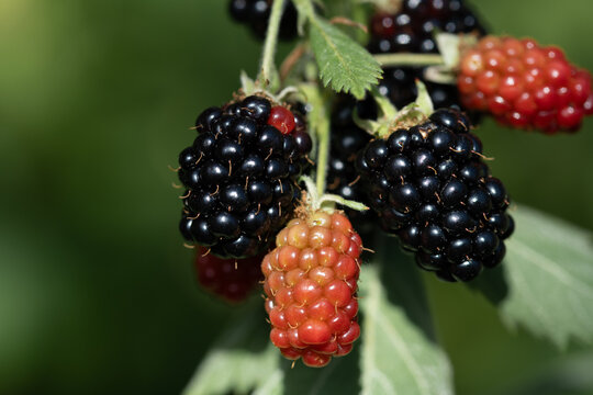 Close-up of ripe and unripe blackberries growing on the bush. The berries are black and red.