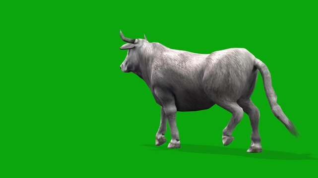 Realistic White Spanish Bull Walking Enters on the left side and exits on the right side on Green Screen