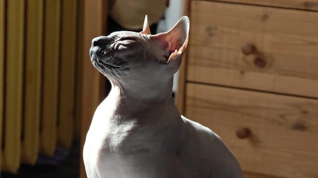 A cat sits on the bed next to a dresser in a calm atmosphere