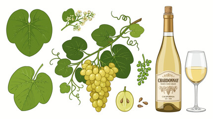 Obraz premium Very beautiful realistic vector set of CHARDONNAY featuring separate grapevine, pale green grape cluster, rounded leaves, delicate blossoms, young berries, cut grape, seeds, white wine bottle, filled 