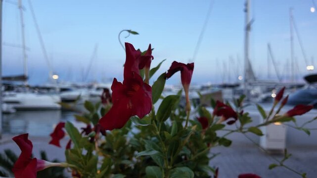 Red flowers in the foreground with boats moored in a marina at dusk, Golfe-Juan, France