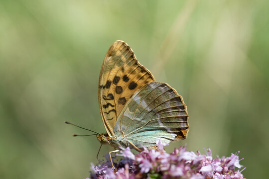 A close-up of a butterfly, a purple emperor (Argynnis paphia), perched on a wildflower. The background is green.
