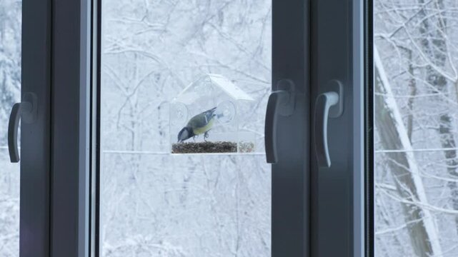 A titmouse hops onto the window feeder and pecks grains, framed by white winter trees. Ideal for topics of seasonal care and gentle coexistence with wildlife.
