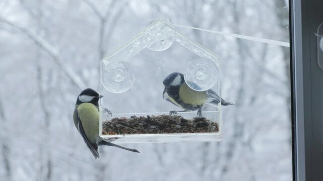A titmouse flaps its wings as it approaches a transparent window feeder during snowy winter weather. Dynamic movement contrasts with the quiet frozen forest in the background. Ideal for concepts of