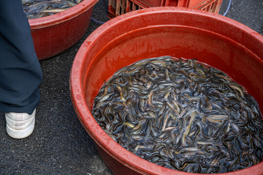 Live Korean freshwater pond loaches swimming inside large red plastic basin for sale at outdoor traditional street market.