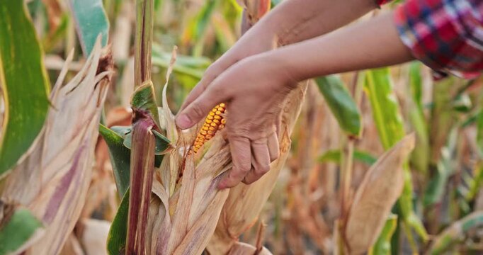 Close up of a female farmer's hands peeling the husk of a ripe corn cob. Agricultural worker checking the quality of the corn crop