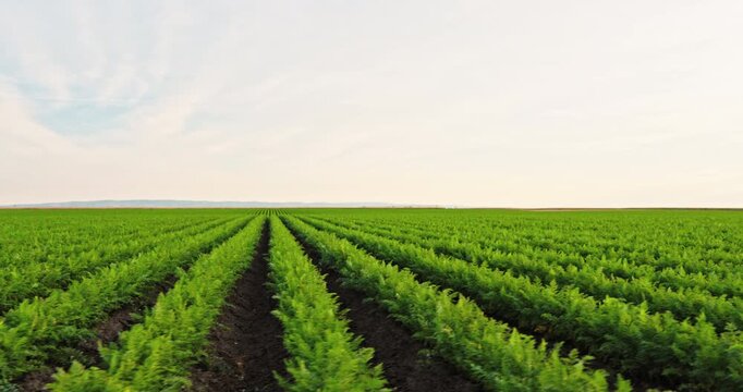 Cultivated green carrot field with long straight rows of plants. Healthy vegetable crops growing in the fertile soil of a vast farm