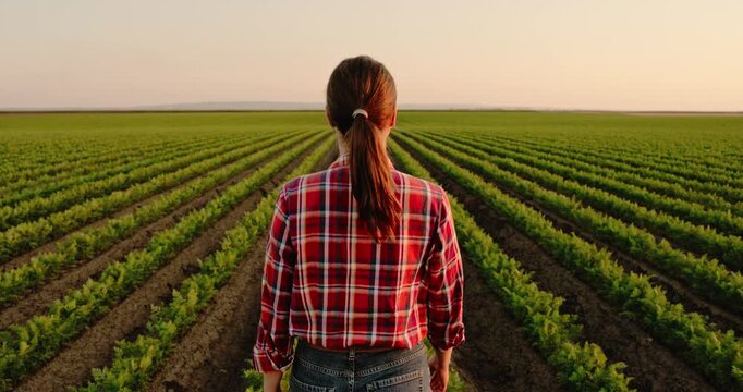 Female farmer walking through a green carrot field, inspecting the agricultural crop rows at sunset