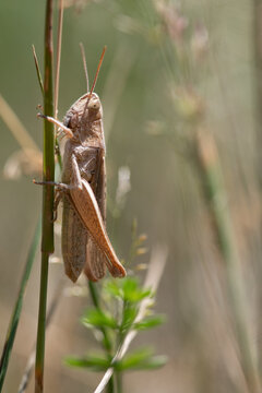 A small brown grasshopper hides in the tall grass in the summer. The sun shines through the dry twigs.
