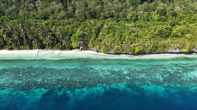 A healthy coral reef grows along a palm lined beach on Maratua Island off the coast of East Kalimantan, Indonesia. This is part of the Derawan Islands which harbor spectacular marine biodiversity.