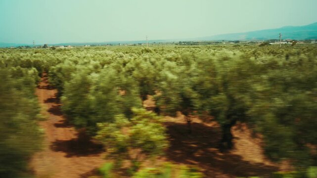 Olive trees in Calabria seen from a train window in Italy