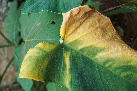 Macro photo of a taro plant leaf showing the gradient texture transition from a healthy dark green to a wilted, brownish yellow color on the surface.