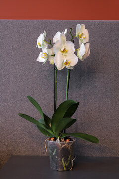 Orchid flower apartment interior plant