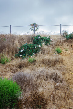 A wild sacred datura plant with large white trumpet flowers grows on a dry, grassy hillside under a cloudy overcast sky, San Diego, CA