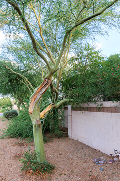 Broken Palo Verde tree trunk with fresh branch damage after seasonal monsoon winds on an overcast morning in Phoenix, Arizona