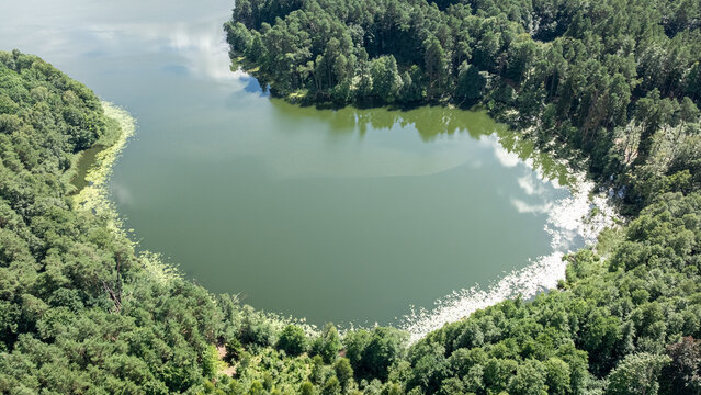 Bird's-eye view of a wild forest lake in summer, Poland.