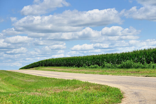 A country road winds past a cornfield in a remote, rural location in an area of north central Illinos dominated by agriculture. 