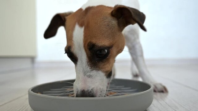 A Jack Russell Terrier eats treats from a licking mat. Slow feeding dish.