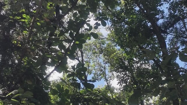 Looking up through a lush forest canopy with sunlight breaking through leaves against a bright blue sky, a natural silhouette scene.
