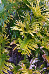 Mature philodendron with stressed, yellowing, crisped leaves, likely overwatering, underwatering or nutrient deficit  needs indirect light. © Daniel Poloha