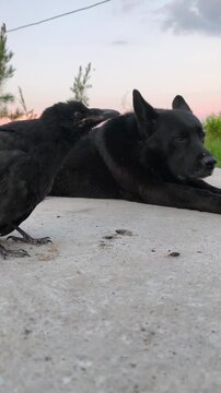 Baby black crow chick cawing next to German Shepherd dog outdoors