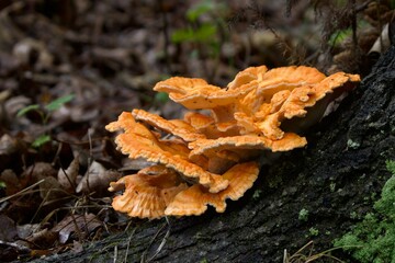 Orange Chicken of the Woods Mushroom Growing at Base of Tree © Dalton