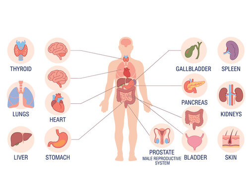 Human Anatomy Internal Organs Diagram with Labeled Thyroid Lungs Heart Liver Stomach Pancreas Kidneys and Bladder