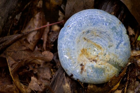 Top-Down View of Lactarius indigo mushroom Among Brown Leaves