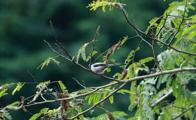 Long-tailed Tit © Osamu