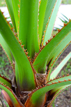 Sharp spiky margins of young Palmyra palm leaves.