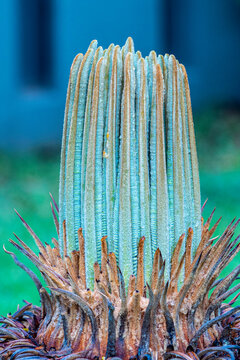Background of tree bud, scientific name Cycas revoluta