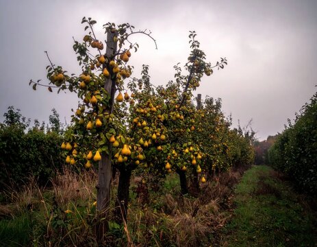 Row of mature pear trees in rural orchard.