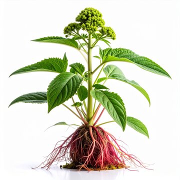 Redroot Pigweed Amaranthus retroflexus Weed