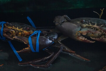 Live mud crabs (*Scylla serrata*) tied with rope to ensure safety during handling. © and