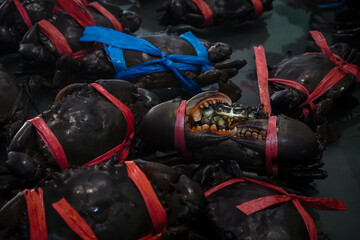Live mud crabs (*Scylla serrata*) tied with rope to ensure safety during handling. © and