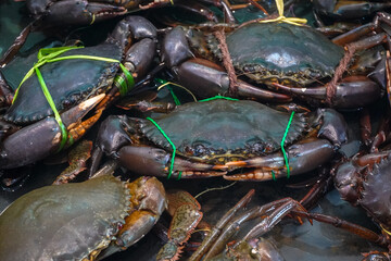 Live mud crabs (*Scylla serrata*) tied with rope to ensure safety during handling. © and