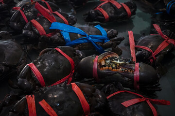 Live mud crabs (*Scylla serrata*) tied with rope to ensure safety during handling. © and